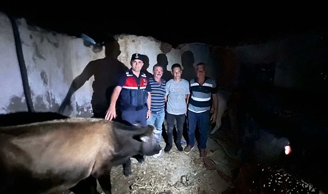Denizli'den kaybolan büyükbaş hayvanlar Aydın'da bulundu