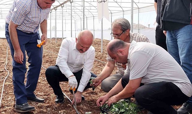 Devlet desteği ile kurulan seralar çiftçilere ciddi ekonomik katkı sağlayacak