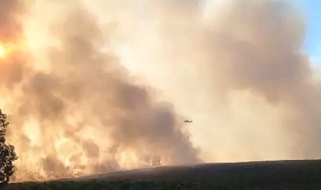 Didim'deki makilik yangınında çalışmalar devam ediyor