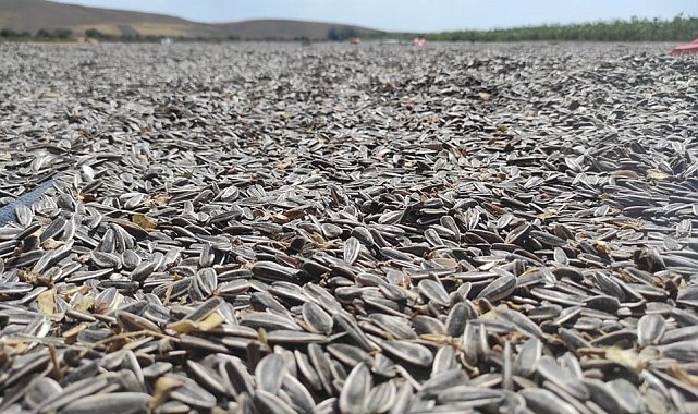 Dinar'da ayçiçek hasadı başladı