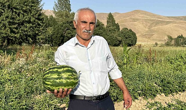 Diyarbakır karpuzuna Yüksekova'dan rakip