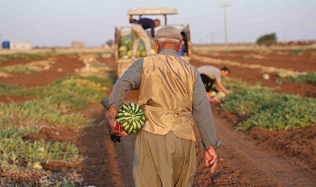 Diyarbakır karpuzunda hasat devam ediyor, üretici beklediği verimi alamadı