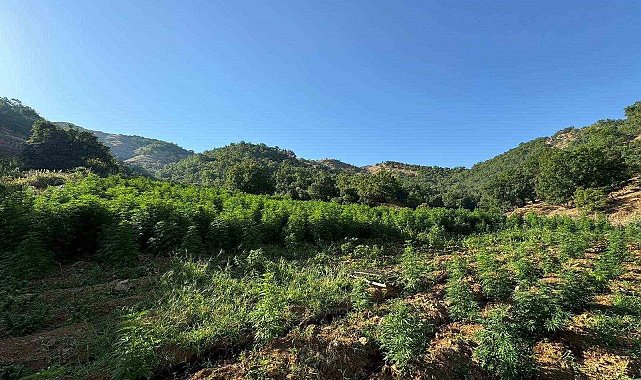 Diyarbakır'da 1 milyon 825 bin kök kenevir ve skunk bitkisi ele geçirildi