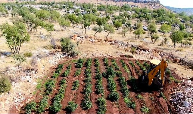 Diyarbakır'da 6 milyon 836 bin kök kenevir ve skunk bitkisi ele geçirildi
