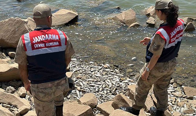 Diyarbakır'da baraj kıyısında çok sayıda ölü 'Asya Sazanı' bulundu
