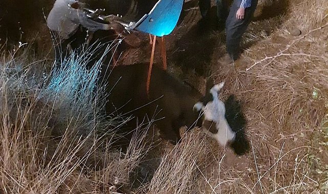 Diyarbakır'da dereye düşen inek iş makinesiyle kurtarıldı