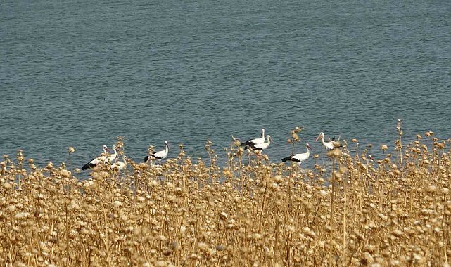 Diyarbakır'da sıcaklık nedeniyle canlı türlerinde değişim bekleniyor, yaban böceklerinin davranışları değiştiği gözlemlendi