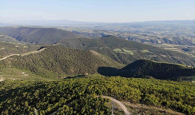 Domuz popülasyonu arttı, avcılara 'domuz sürek avı' çağrısı
