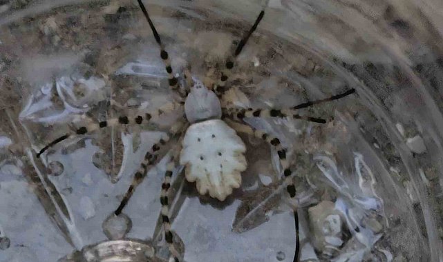 Dünyanın en zehirli örümceklerinden biri Siirt'te görüldü