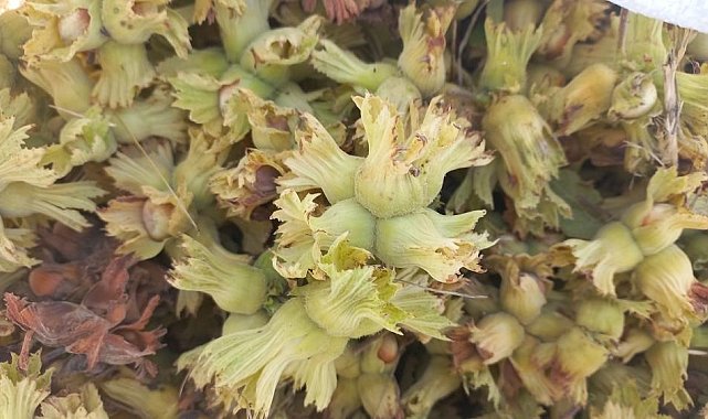 Düzce'de yedi ayda 7 bin 47 ton fındık ihraç edildi