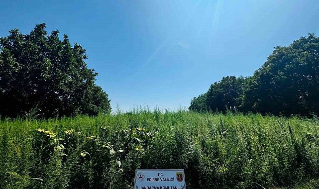 Edirne'de 120 bin kök kenevir yakalandı