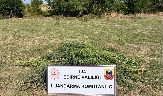 Edirne'de uyuşturucu operasyonu: 300 kök kenevir imha edildi