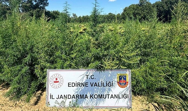 Edirne'de uyuşturucu operasyonu: 49 bin 500 kök kenevir imha edildi