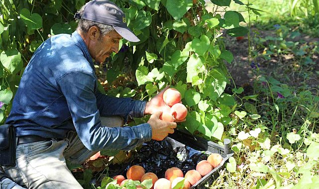 Elazığ'da şeftali hasadı devam ediyor