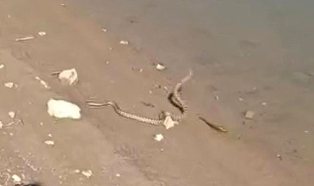 Elazığ'da yılanın balık avı kamerada