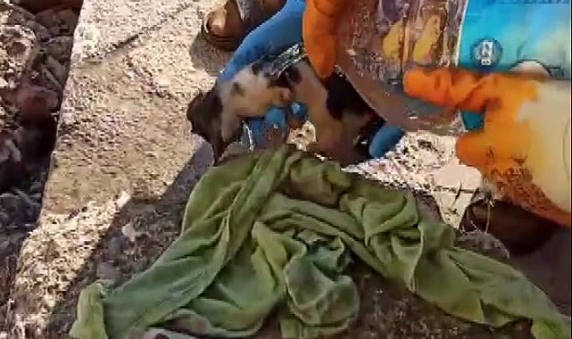 Endoskop kamerayla ulaşıldı, mahsur kaldığı yerden kurtarıldı