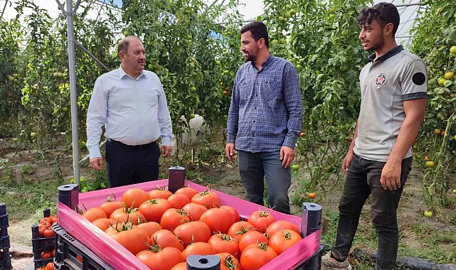 Erzincan domatesi çevre illerde sofraları süslüyor
