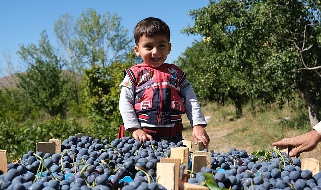Erzincan'da çarşı ve pazarın en çok satan meyvesinde hasat zamanı