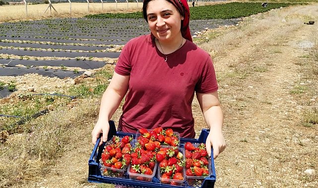 Erzincan'da ikinci çilek hasadı başladı