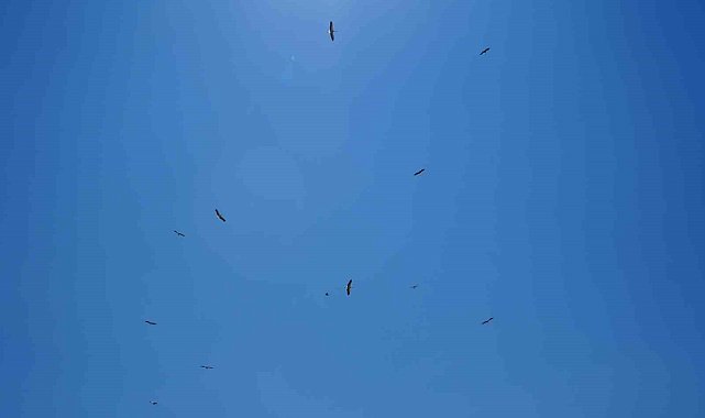 Erzincan'da leyleklerin erken göçü