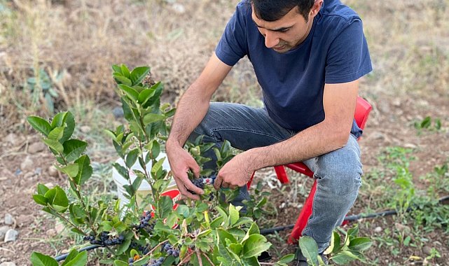 Erzincan&#039;ın ilk aronya bahçeleri meyvelerini verdi
