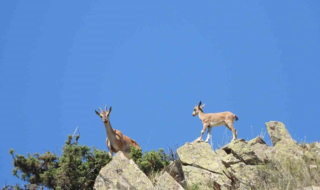 Erzurum'da yaban keçileri tek tek sayılıyor