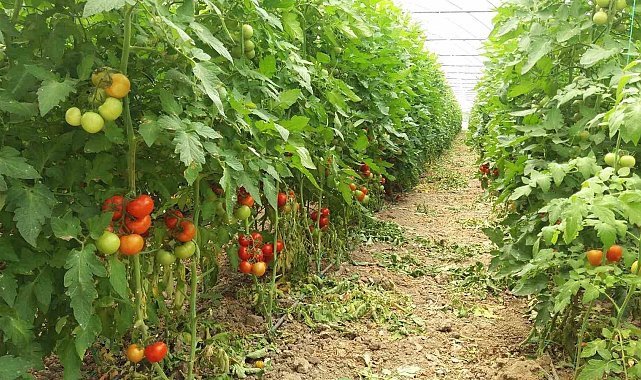 Eskişehir hastalık ve zararlı kontrolleri devam ediyor