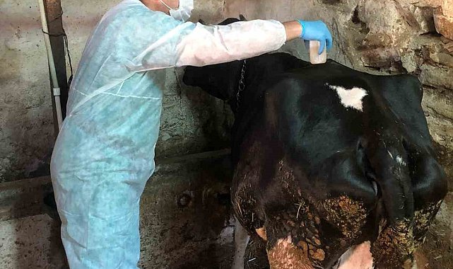 Eskişehir&#039;de ahır ve ağılda sağlık hizmeti devam ediyor