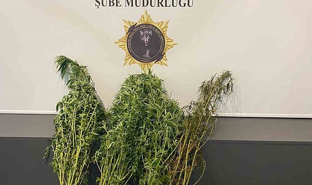 Evinde kubar esrar ele geçirilen şahıs tutuklandı