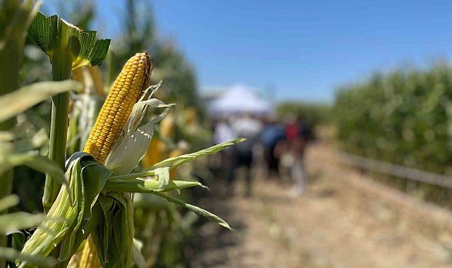 Farklı şehirlerden gelen çiftçiler, tarlada yetişen mısırları inceledi