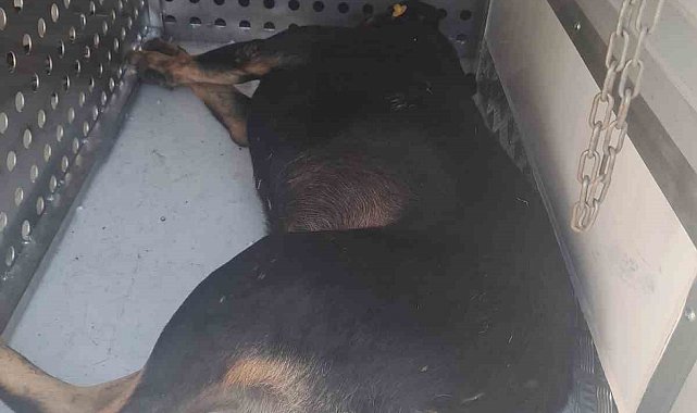 Fatih Belediyesi ekipleri saldırarak adamın ölümüne neden olan sahipsiz köpekleri topluyor