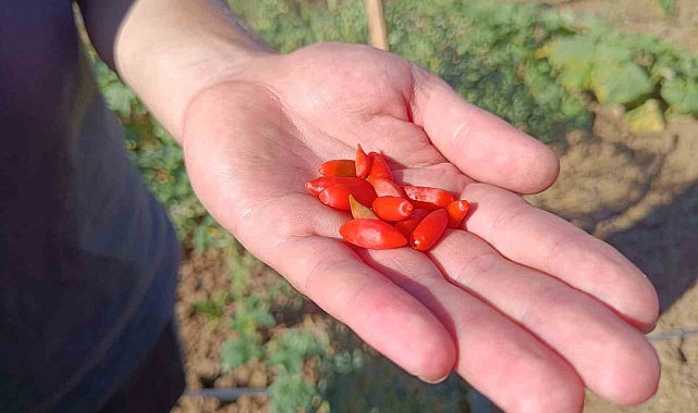 Faydaları saymakla bitmeyen meyve Bilecik'te ilk kez dikildi