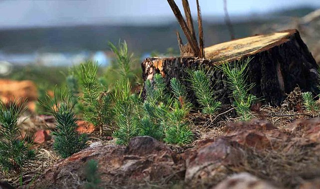 Fidanlar geleceğe nefes olacak