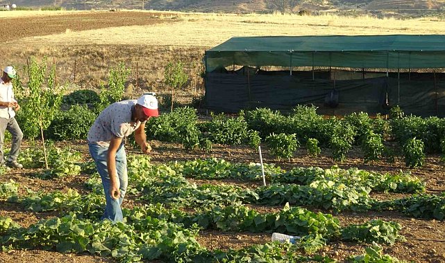 Gercüş'te etçil dev çekirge görüntülendi