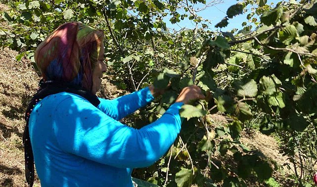 Giresun'da fındık hasadı başladı