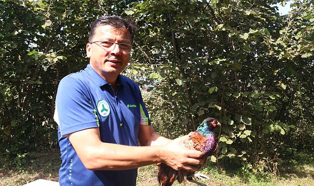 Giresun'da kene mücadelesine karşı doğaya sülün ve keklik salındı