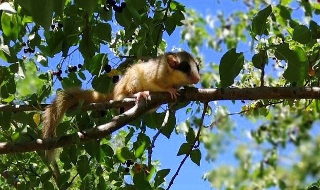 Görülmesi en zor canlılardan yediuyur Erzincan'da görüntülendi