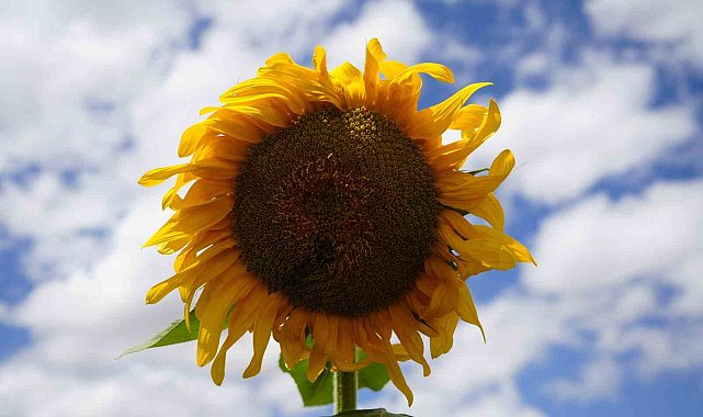 Gümüşhaneli çiftçiler ilk kez ekimini gerçekleştirdikleri ayçiçeklerinden umutlu