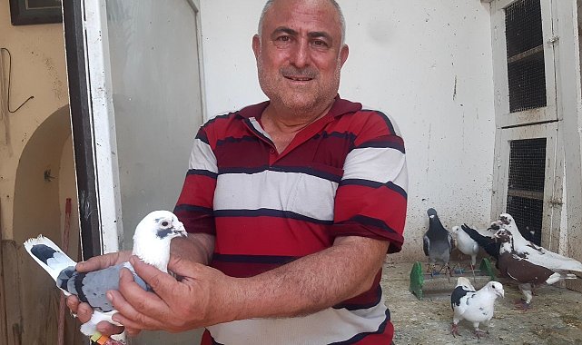 Güvercin tutkusu hiç bitmiyor