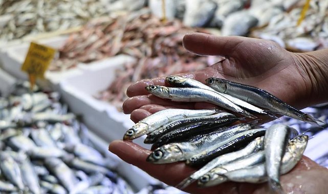 Hamsinin toplam avlanabilir miktarı 400 bin ton olarak belirlendi