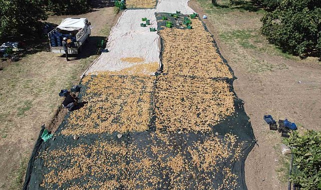 Havran'da coğrafi işaretli incir hasadı sürüyor