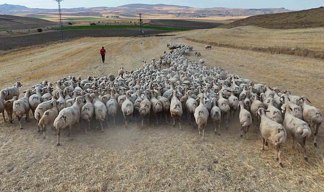 Hayvan sahipleri isyan etti: 'Türk çoban kalmadı'