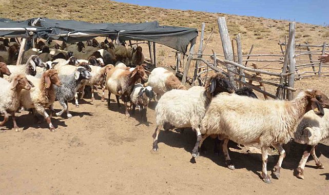 Hayvan yetiştiricilerinin 'aracı' tepkisi