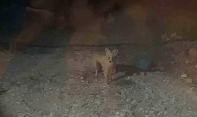 Her akşam evinin bahçesine gelen tilkiyi elleriyle besliyor