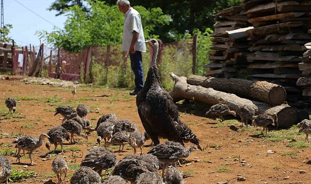 Hindi yetiştiriciliği gelir kapısı oldu