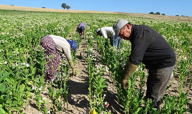 Hisarcık'ta tütün ekimi azaldı