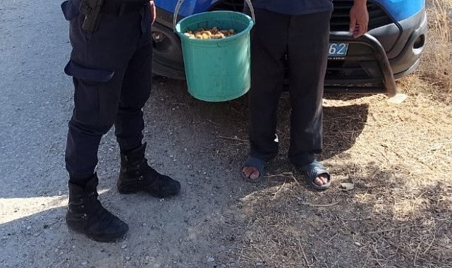 İncir bahçelerine hırsız dadandı, jandarma suçüstü yakaladı