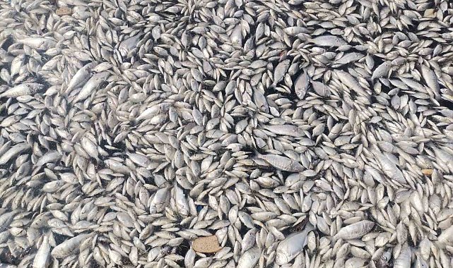 İzmir Körfezi'nde felaketin boyutu artıyor: Her yer ölü balık