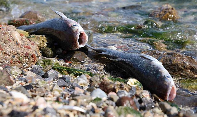 İzmir Körfezi'nde korkutan görüntü: Binlerce balık kıyıya vurdu