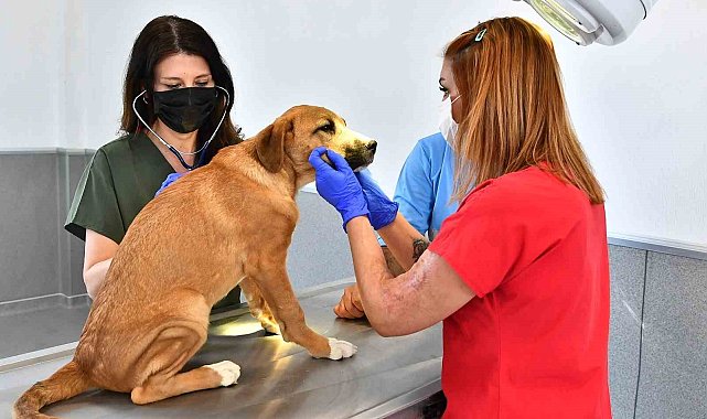 İzmir'de bir yılda 95 bin sahipsiz hayvan kısırlaştırıldı